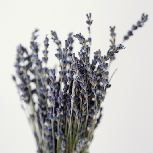 Lavender Bunch