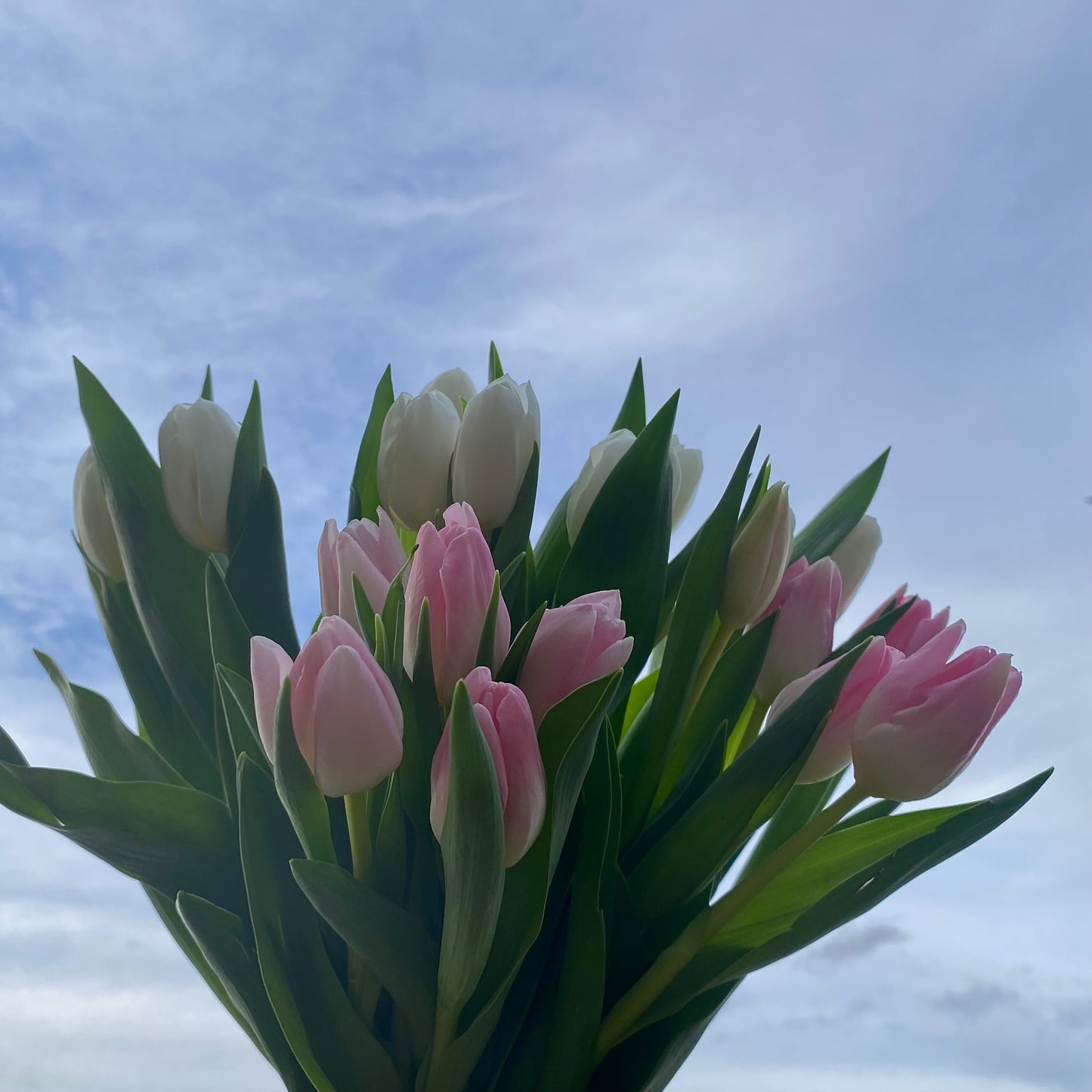 Tulips